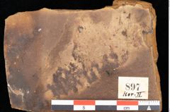 Foto (Detailsansicht) von Quercus palaeoilex Ettingshausen (NHMW-GEO-2024-0188-0897)